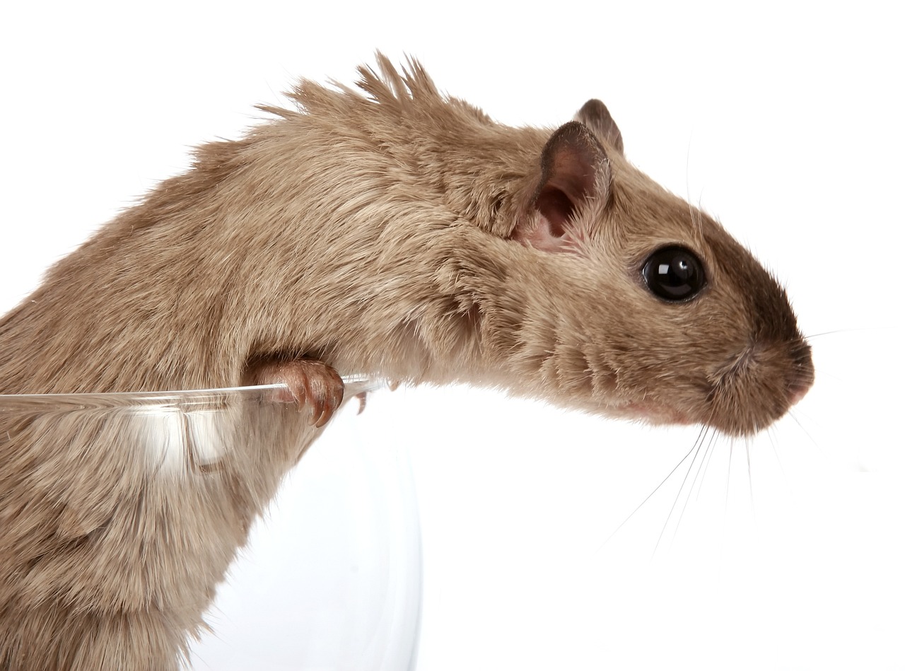 animal, brown, creature-1239127.jpg