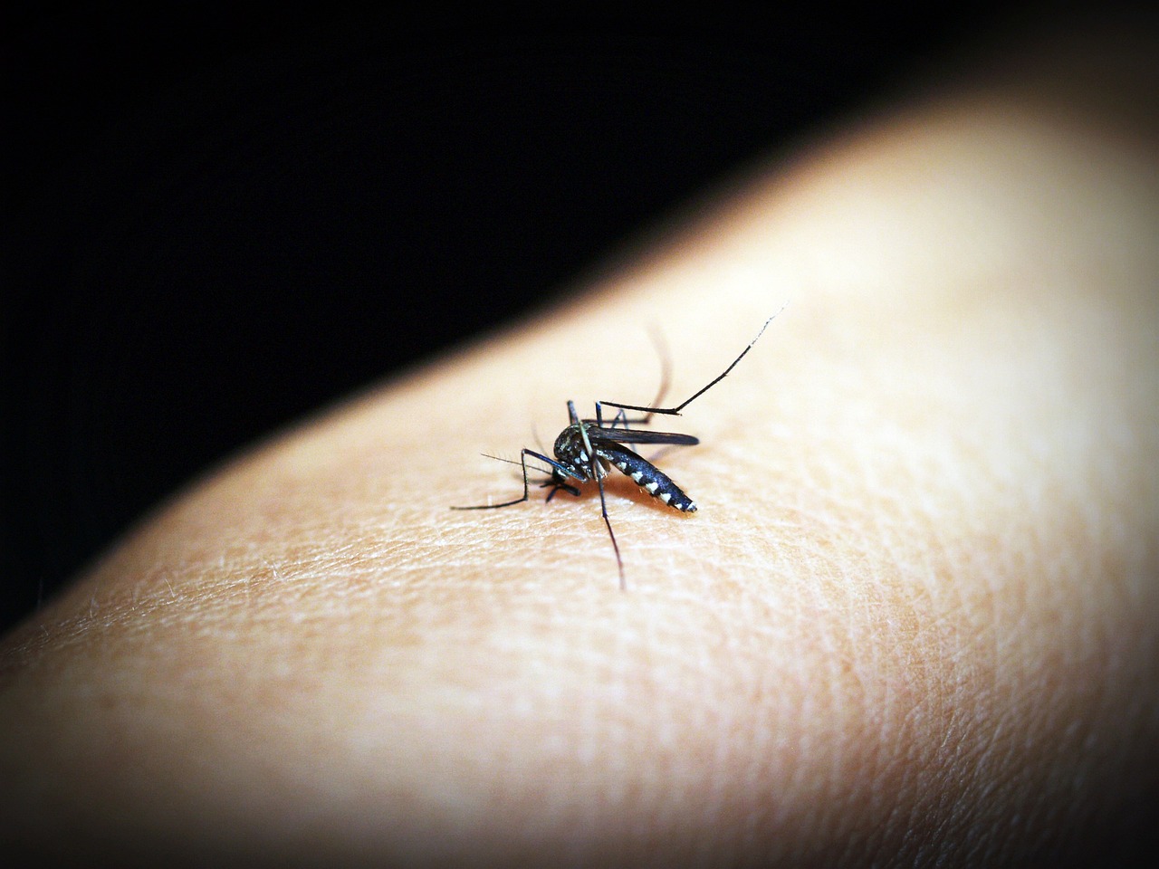mosquito, malaria, gnat-1548946.jpg